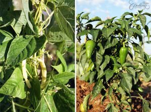 red peppers and green beans- organic garden