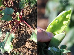 beets and peas - organic vegetable garden