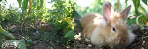 our rabbit in the vegetable garden