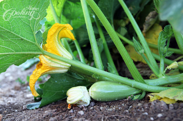 Organic vegetable garden - Zucchini Plant